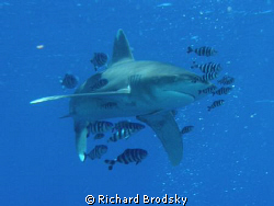 Oceanic white tip, Deadelus reef by Richard Brodsky 